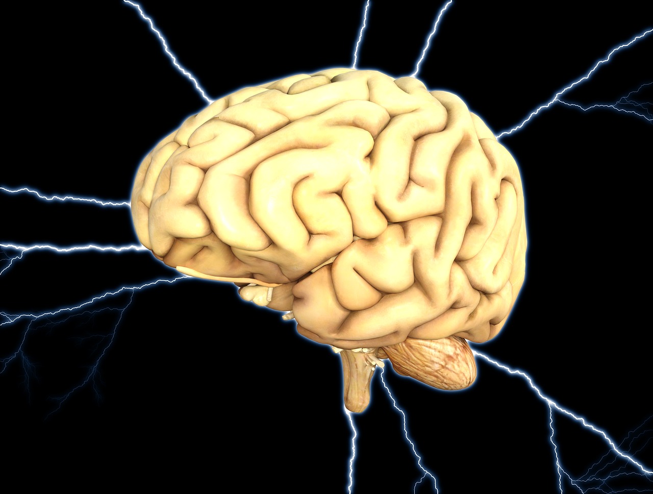 Obraz mózgu